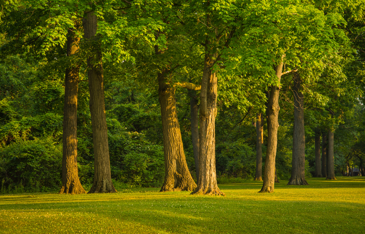 Consumers Energy Joins Trees Initiative Supporting Partners